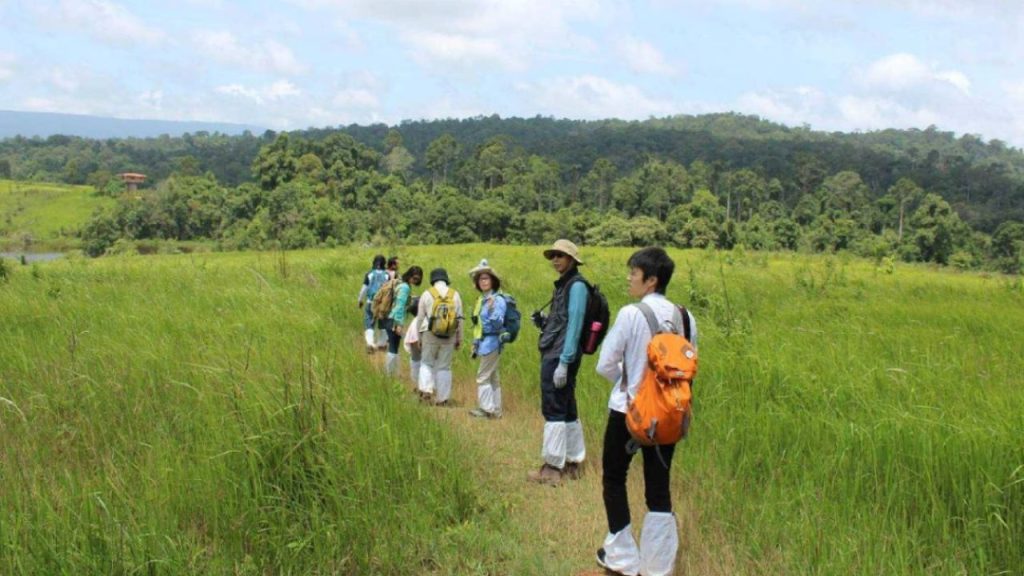 เดินป่าชมธรรมชาติ